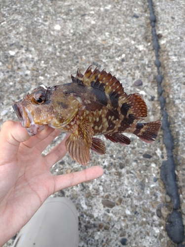 カサゴの釣果