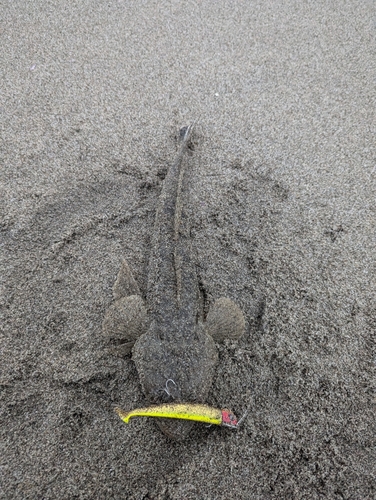 マゴチの釣果