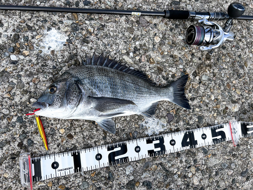 クロダイの釣果