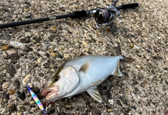 カンパチの釣果