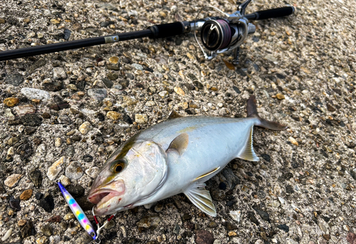 カンパチの釣果