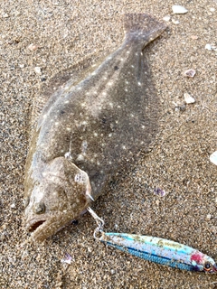 ソゲの釣果