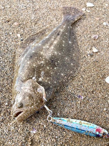 ソゲの釣果