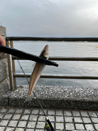 キスの釣果