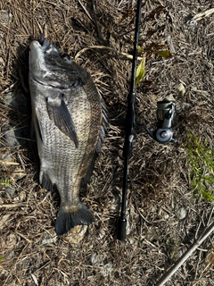 チヌの釣果