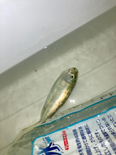 ギマの釣果