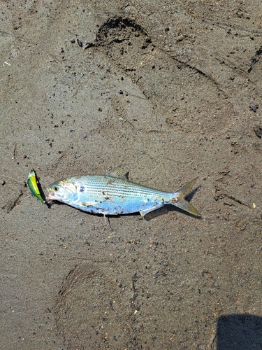 コノシロの釣果