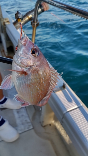 マダイの釣果