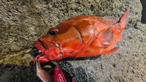 アカハタの釣果