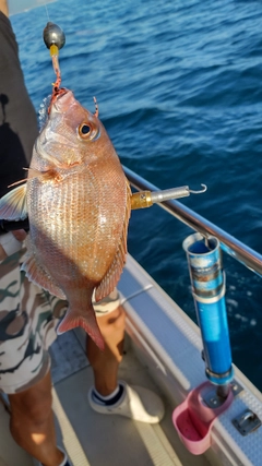 マダイの釣果