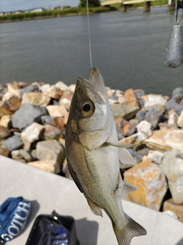 セイゴ（マルスズキ）の釣果