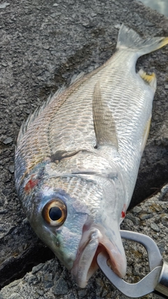 キビレの釣果