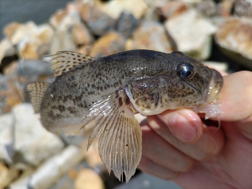 マハゼの釣果