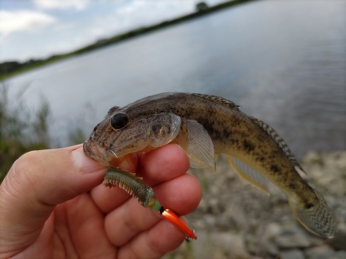 マハゼの釣果