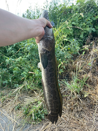 ライギョの釣果