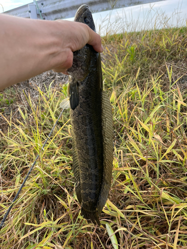 ライギョの釣果