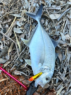 ロウニンアジの釣果