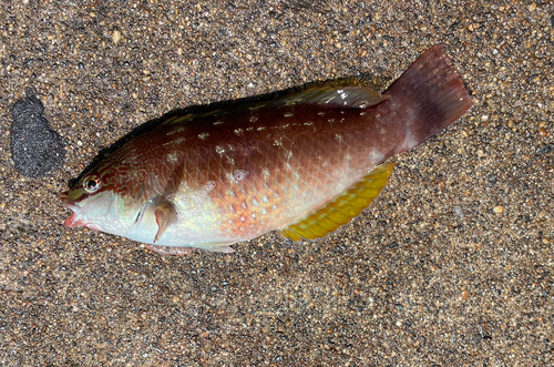 ベラの釣果