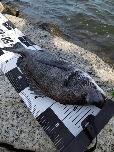 チヌの釣果