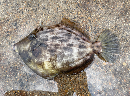 カワハギの釣果