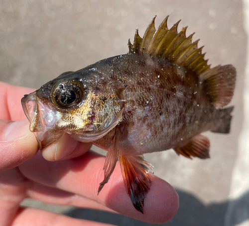 メバルの釣果