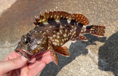 カサゴの釣果