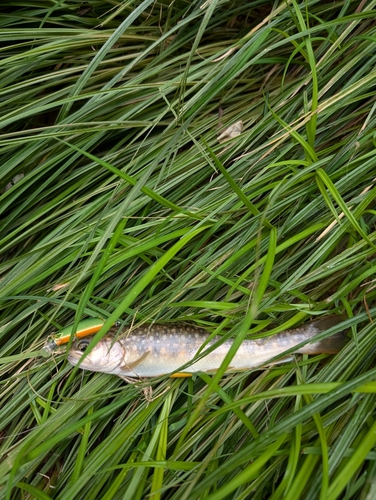 イワナの釣果