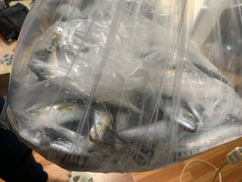 サバの釣果