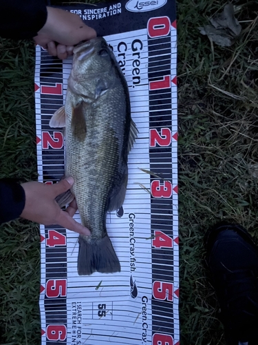 ブラックバスの釣果