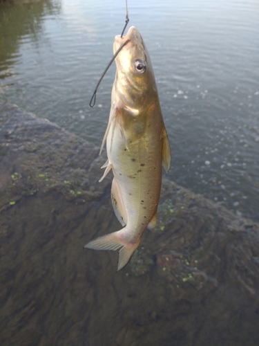 アメリカナマズの釣果