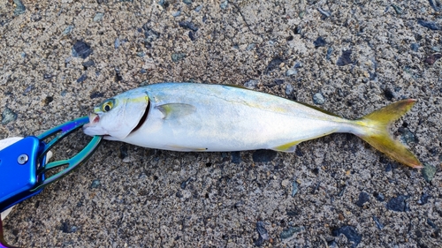 ワカシの釣果