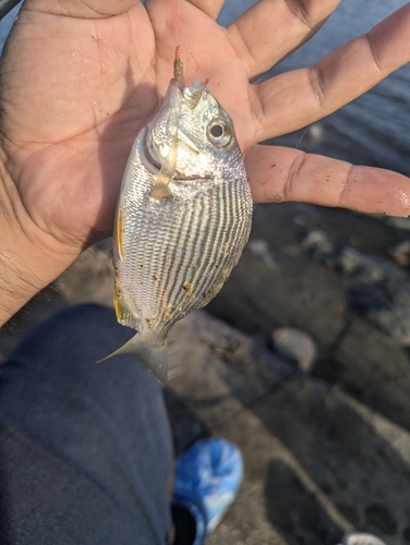 ヘダイの釣果