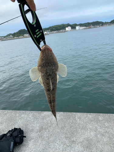 マゴチの釣果