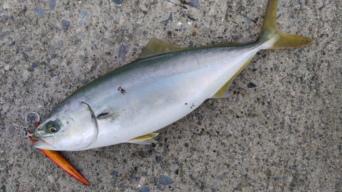 ワカシの釣果