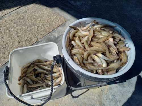 マハゼの釣果