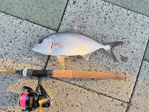 ショゴの釣果