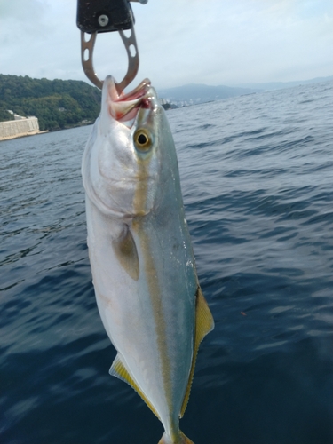 ワカシの釣果