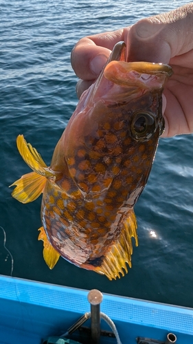 アコウの釣果