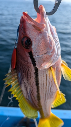 ヨコスジフエダイの釣果