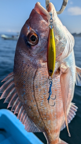 マダイの釣果