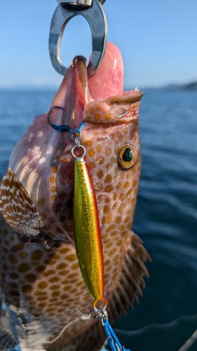 オオモンハタの釣果