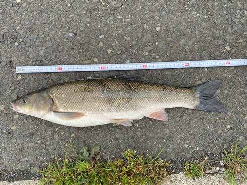 ウグイの釣果