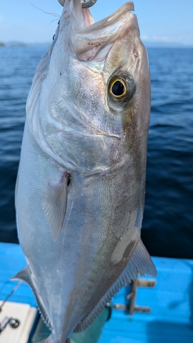 ネリゴの釣果