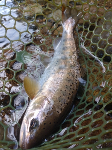 ヤマメの釣果