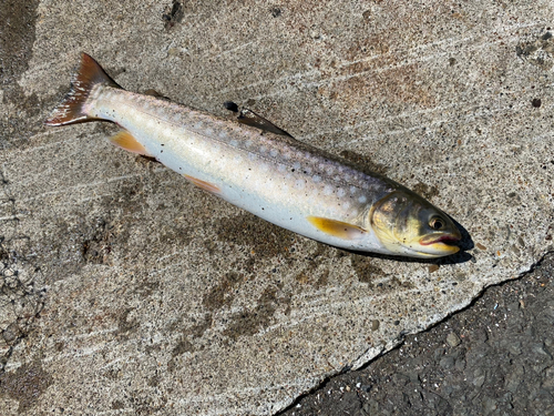 アメマスの釣果