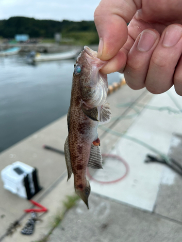 アカハゼの釣果