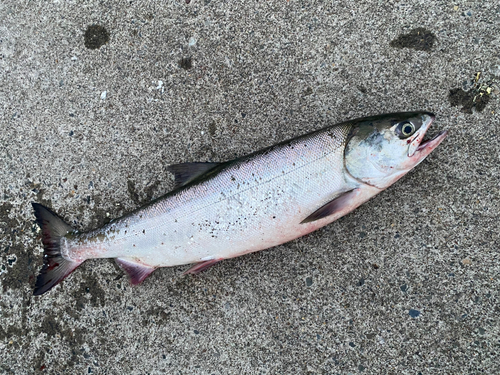 アキアジの釣果