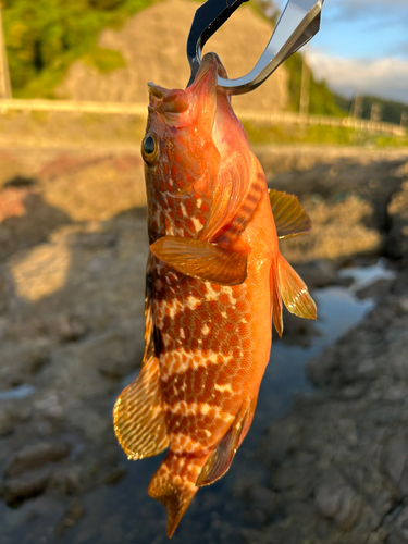 キジハタの釣果