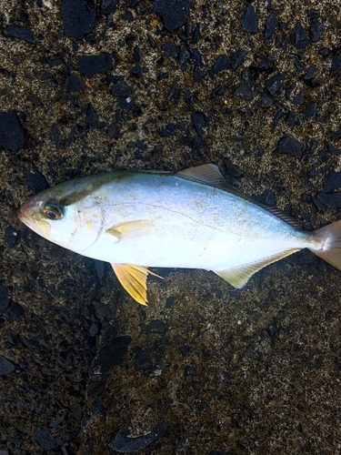 ショゴの釣果