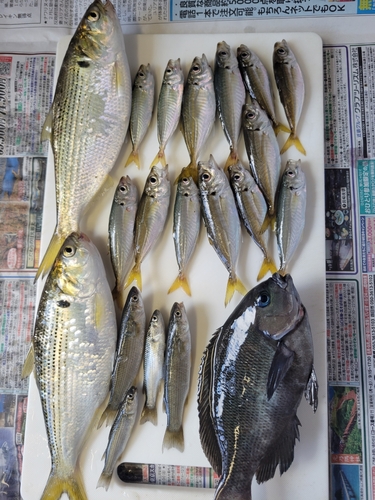 アジの釣果